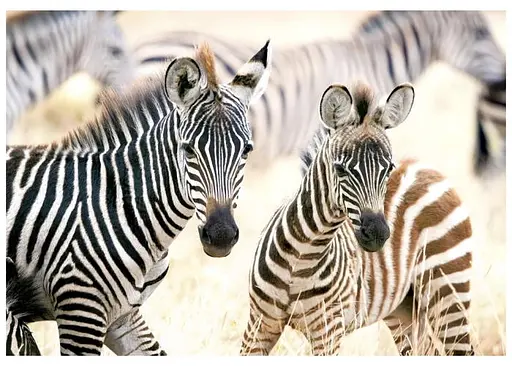 Пазл Castorland Молодые зебры 1000 эл. (C-105021) - фото 2