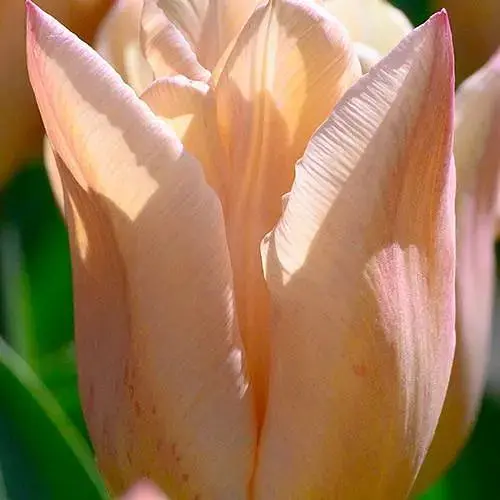 Тюльпан "Apricot Copex" (186275) 2 шт - фото 1
