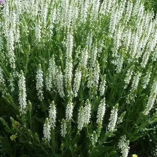 Шавлія Дубравна Sensation "Medium White" (188219) 1 саженец - фото 1