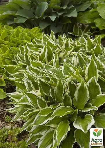 Хоста "Undulata Albomarginata" 1 шт (23447) (Корневище) - фото 4