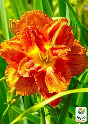 Лілійник "Mary Brown" (49664) 1 шт - фото 2