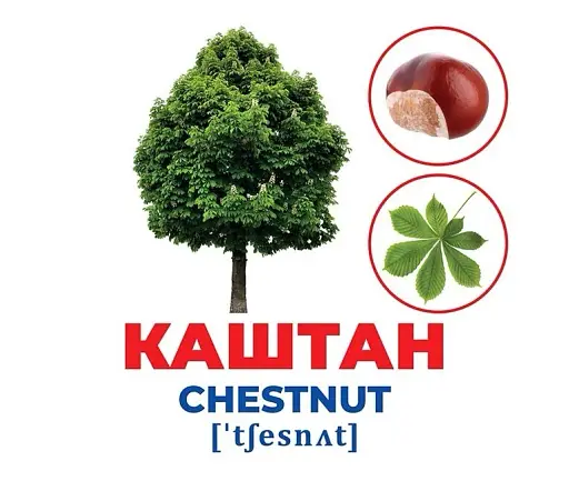 Дерева та кущі. Геній з пелюшок - фото 2