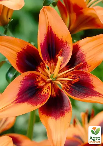 Лилия "Twosome" (186410) 1 шт - фото 2