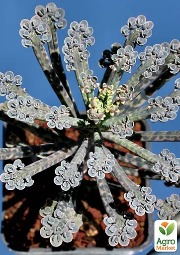 Каланхое трубчатое (52496) 1 саженец (комнатный) Нидерланды - фото 6