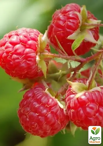 Малина Agro-Market "Недосягаемая" (ремонтантный зимостойкий крупноплодный сорт) 1-летний саженец (189503) 1 шт в упаковке - фото 2