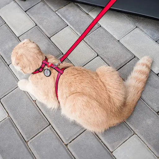 Шлея з повідцем Waudog Nylon з QR паспортом, малюнок "Кавун", пластиковий фастекс - фото 3