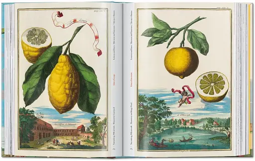 J. C. Volkamer. The Book of Citrus Fruits. 45th Edition - фото 7