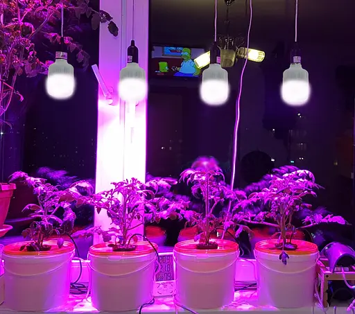 Фітолампа Brille для зростання та формування коренів LED E27, 9W Fito Grow Full Spectrum = 9: 1, 220 В - фото 5