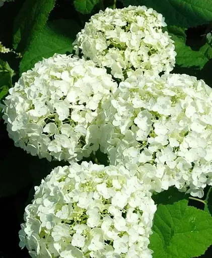 Гортензія Agro-Market First White крупнолиста 1 саджанець в упаковці (45991) - фото 1
