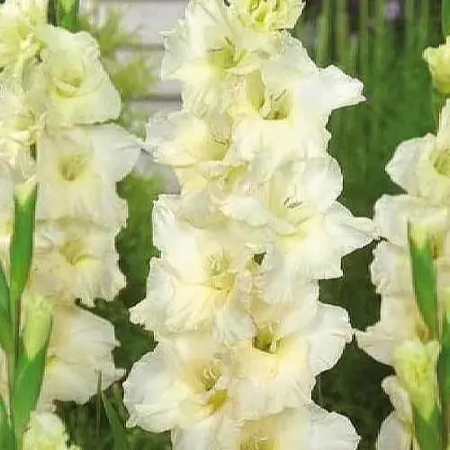 Гладіолус "Speed Date" (176240) 3 шт - фото 1