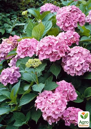 Гортензія крупнолиста 2-річна "Europa" висота саджанця 25-45см (186186) 1 саженец - фото 2