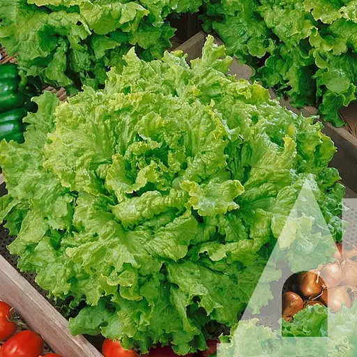 Салат Садиба гранд Рапідс листовий 1 г 