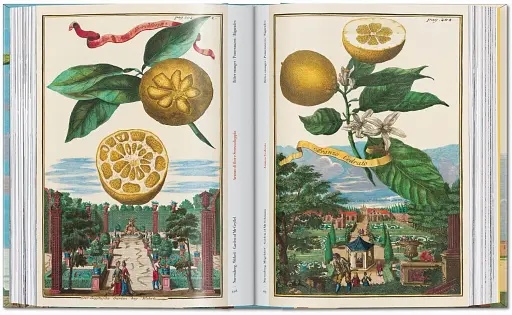 J. C. Volkamer. The Book of Citrus Fruits. 45th Edition - фото 9