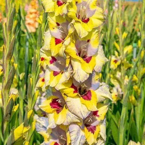 Гладиолус "Oracle" (189891) 3 шт Нидерланды - фото 1