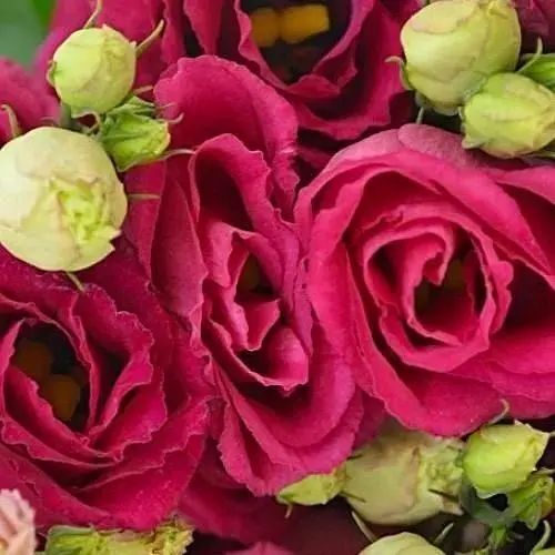 Эустома махровая "Arena Red" укоренена в контейнере Р9 (51986) 1 саженец - фото 1