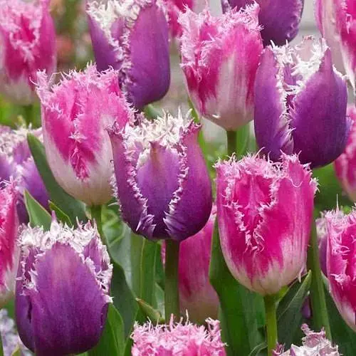 Тюльпан "Huis ten Bosch" (186258) 2 шт - фото 1