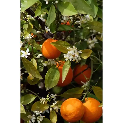 Аромадифузор Collines de Provence Цитрусовий коктейль 100 мл - фото 2