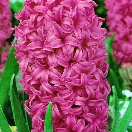 Гиацинт "En Melang" 2 шт (17232) - фото 1