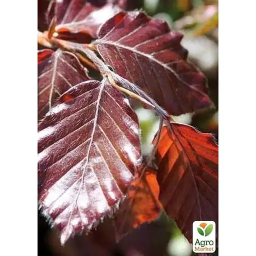 Бук лесной краснолистный Agro-Market Atropunicea Purpurea С5, высота 80-100 см (183890)1 саженец в упаковке  - фото 1
