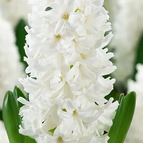 Гиацинт "Aiolos" (186351) 2 шт - фото 1