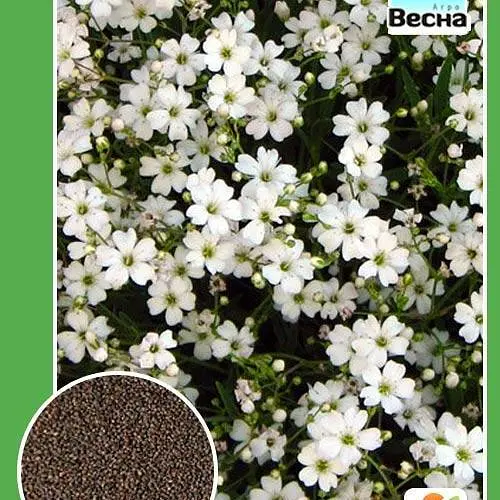 Гипсофила белая Весна 0.4г (12713) - фото 3