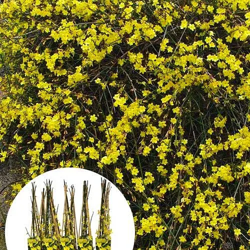 Жасмин жовтий (ампельний) "Nudiflorum" 2х річний (вазон С1) (184783) 1 саженец - фото 3