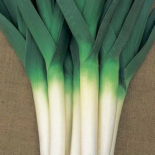 Цибуля порей Садиба Центр Порбелла 100 шт.