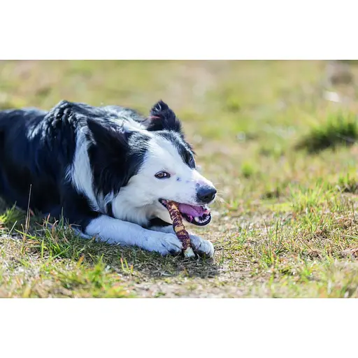 Ласощі для собак Trixie Denta Fun Паличка для чищення зубів качка 17 см 3 шт. 140 г - фото 2