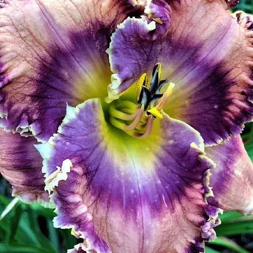 Лілійник "Truly Exotic" (сортовий вкорінений в контейнері С1,2) (186020) 1 саженец - фото 1