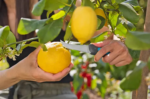 Ніж  Gardena VeggieCut для збирання врожаю (12211-30.000.00) - фото 7