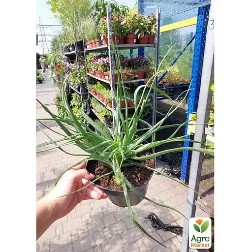 Медикус (декоративное и лекарственное растение) (183699) 1 саженец в упаковке - фото 3