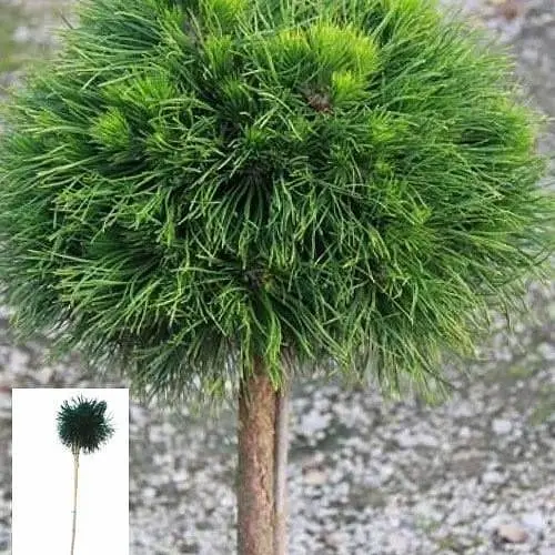 Сосна горная Agro-Market на штамбе Varella С3 высота 30-40 см 62694 1 саженец в упаковке - фото 1