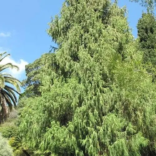 Кипарис Гімалайський 2-х річний (Cupressus Torulosa) С1,5 висота 30-35см (189747) 1 саджанець - фото 1