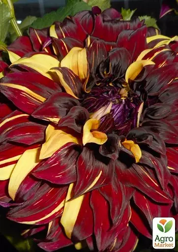 Жоржина "Bohemian Spartacus" (49607) 1 шт - фото 3