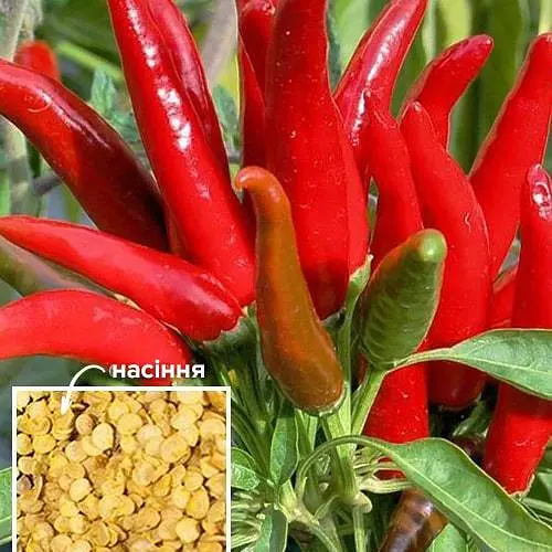 Перець гострий "Карабас Барабас" ТМ "Весна"  2г (49428) - фото 1