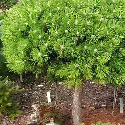 Сосна горная Agro-Market на штамбе Benjamin С2 высота 30-40 см 187469 1 саженец в упаковке - фото 1