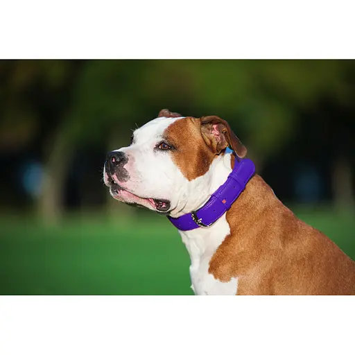 Ошейник для собак кожаный Waudog Glamour с QR-паспортом без украшений L Ш 25 мм Д 38-49 см фиолетовый - фото 6