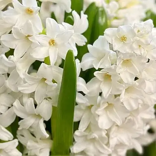 Гиацинт "White Pearl" (186360) 2 шт - фото 1