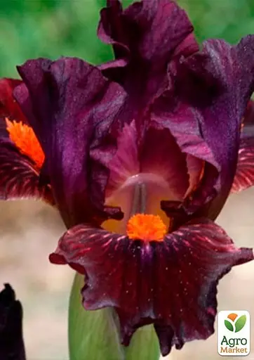 Ірис карликовий "Matador's Cap" (61632) 1 шт - фото 2