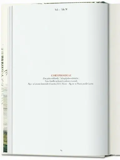 The Book of Palms - фото 12