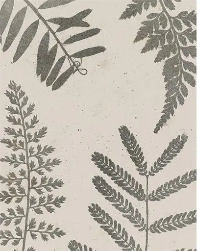 Cameraless Photography. V&A Photography Library Series - фото 3