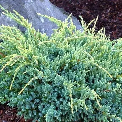 Можжевельник чешуйчатый "Gold Tip" контейнер P9 (52069) 1 саженец - фото 1