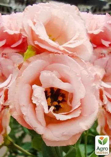 Эустома махровая "Borealis Apricot" укоренена в контейнере Р9 (51988) 1 саженец - фото 3