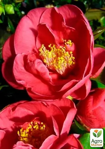 Камелия японская "Dr King" (48771) 1 саженец - фото 3