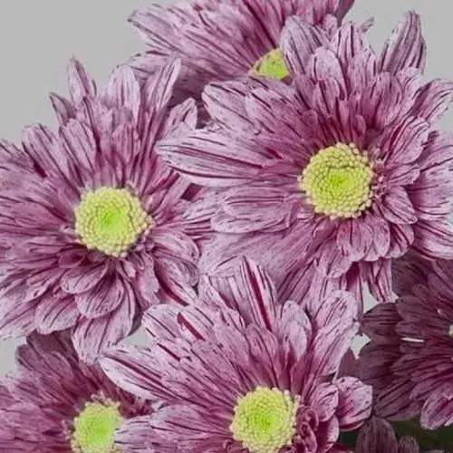 Хризантема кустовая среднецветковая "Artistic Sweet" (177060) 1 саженец - фото 1