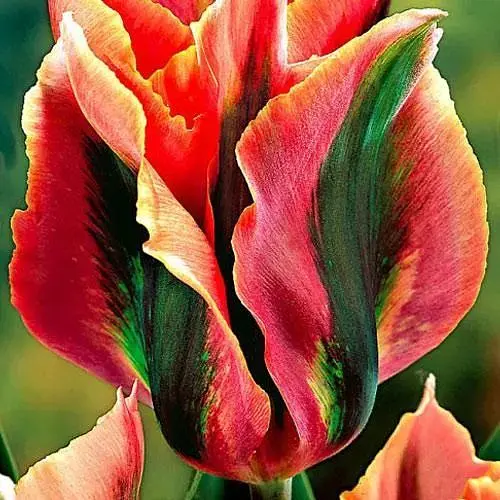 Тюльпан "Artist" (186171) 2 шт - фото 1