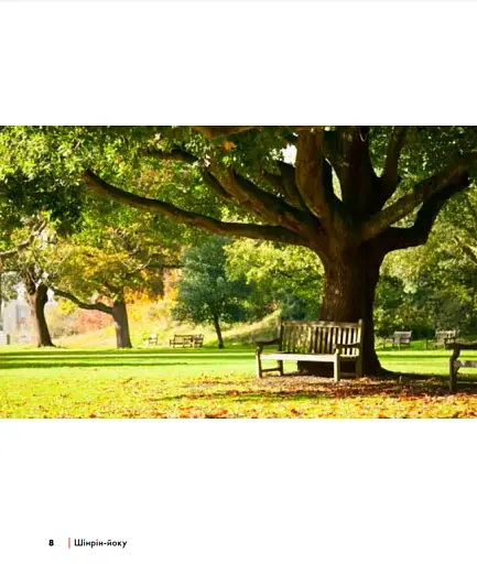 Шінрін-йоку. Цілюще мистецтво лісотерапії - фото 4