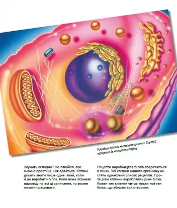 Дивовижний світ клітин - фото 6