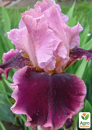 Ірис бородатий крупноквітковий "Cranberry Swirl" (61805) 1 шт - фото 4