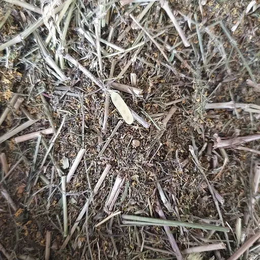 100 г подмаренник настоящий/подмаренник желтый трава сушеная - свежий урожай